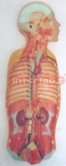 NATURAL ANATOMY OF AUTONOMIC NERVOUS SYSTEMATIC DISSECTION